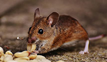 24 Hour & Emergency Exterminators in North Heidelberg, PA